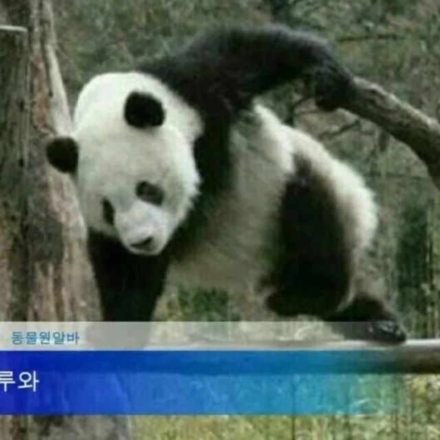 가성비만