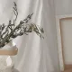 보아