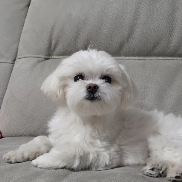 가이가