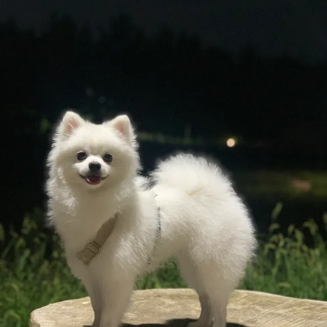 시루누나