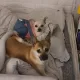 아루코