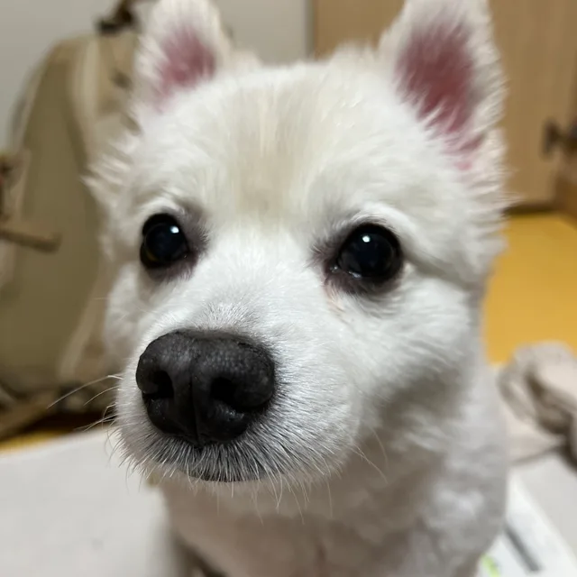 마늘