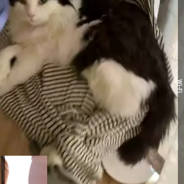 세계평화