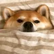 오뚜기블리