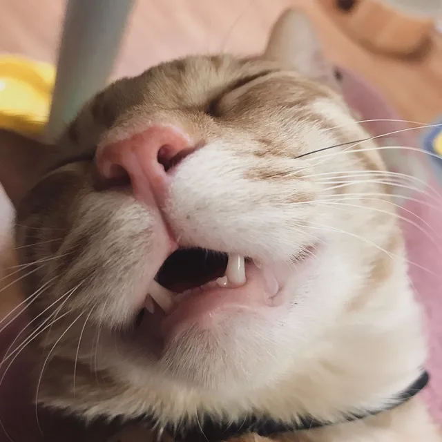 짱어멈