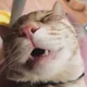 짱어멈