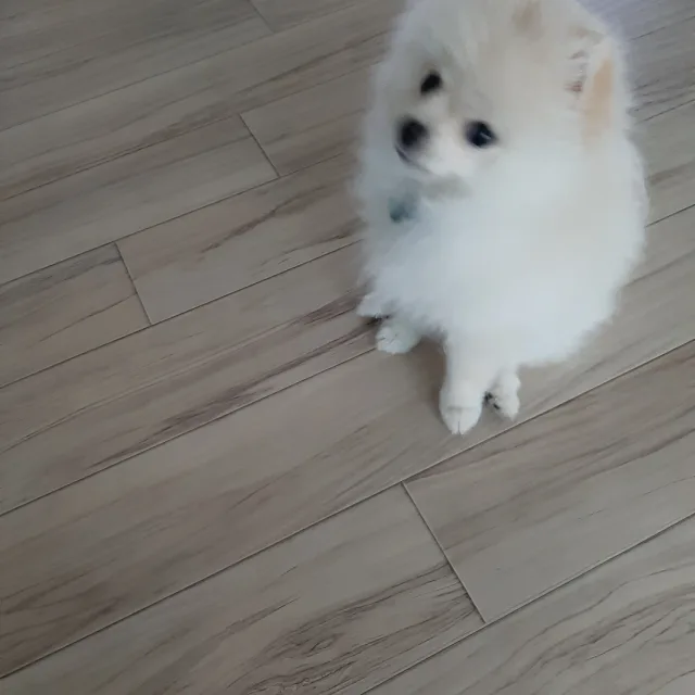 오구짱