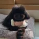 누아