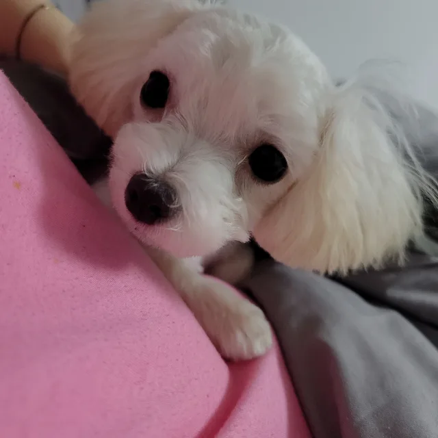 겨리소정