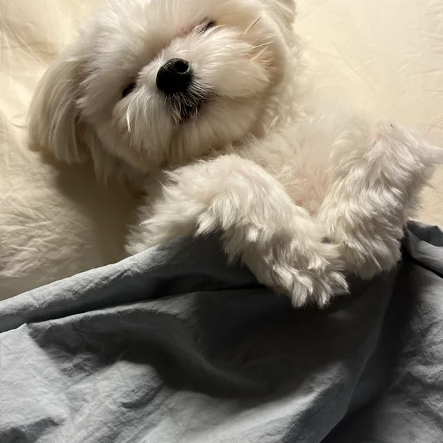 다다