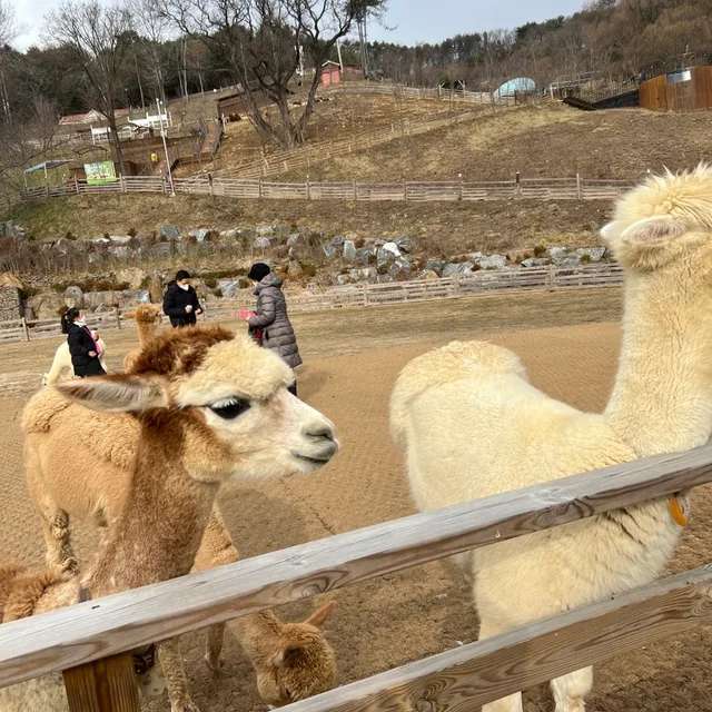 당근이필요할때
