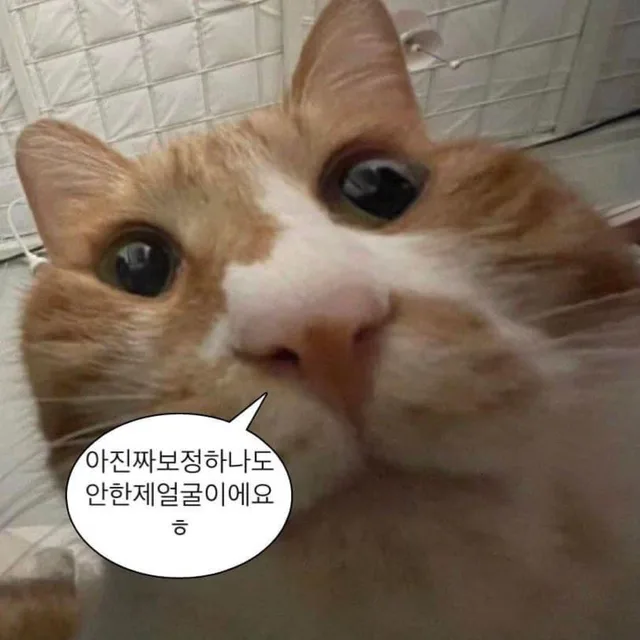 확찐자