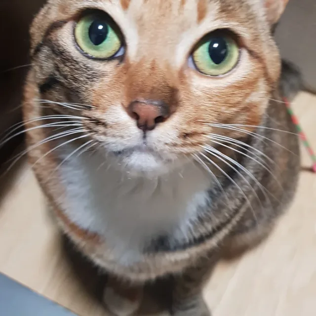 물품관리관
