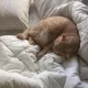 고냥이