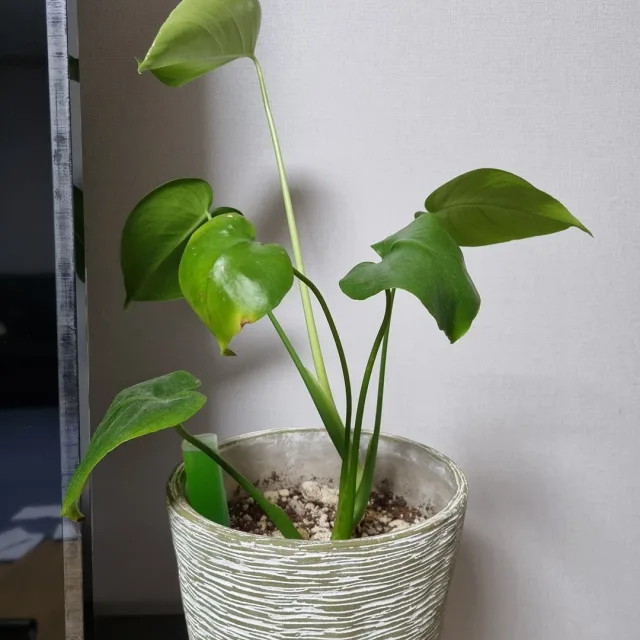 똘똘이맘