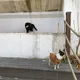 쇼잇