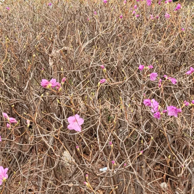 봄이예요