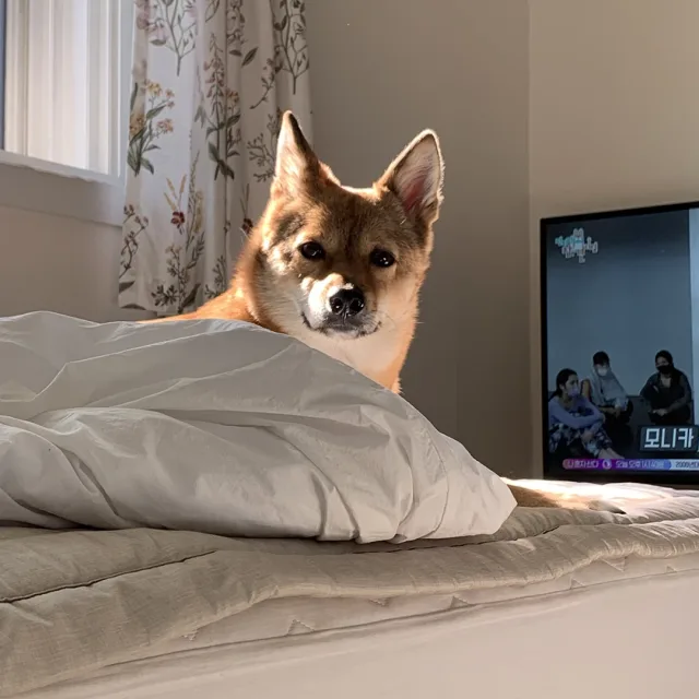오늘이
