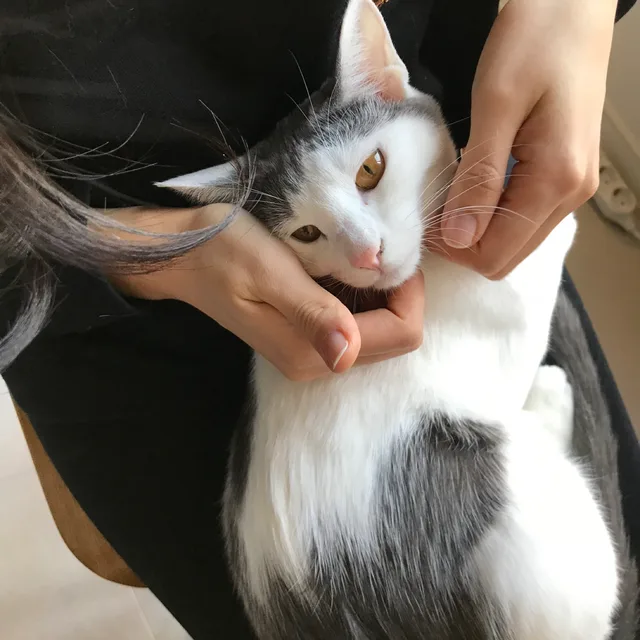 뇽뇽