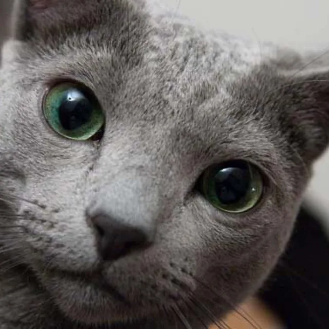 까치까치