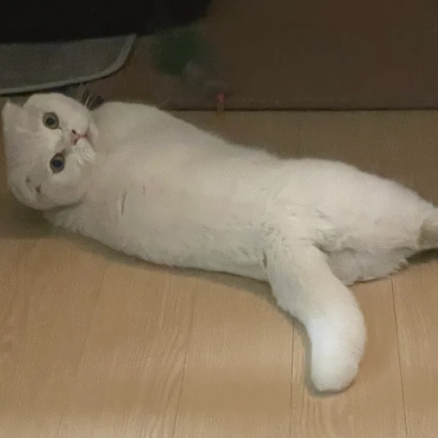 아이셔어