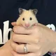 리븡