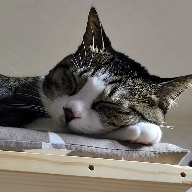 냥이