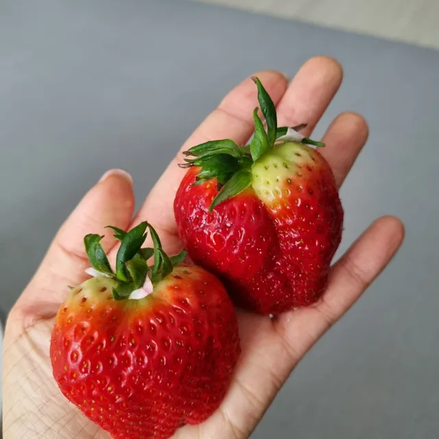 딸기
