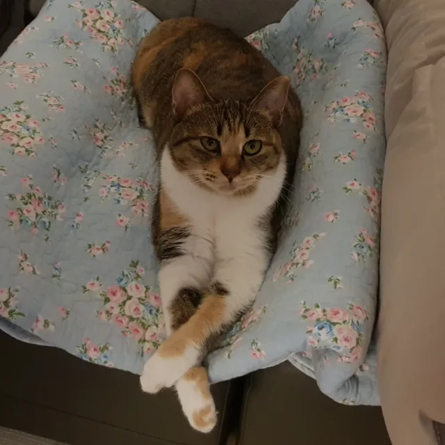 하퍼