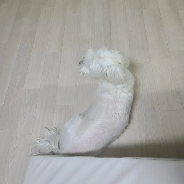 세디