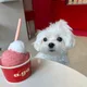 츠비뿌