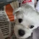 투시니