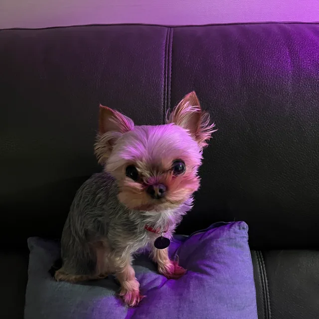 두두맘
