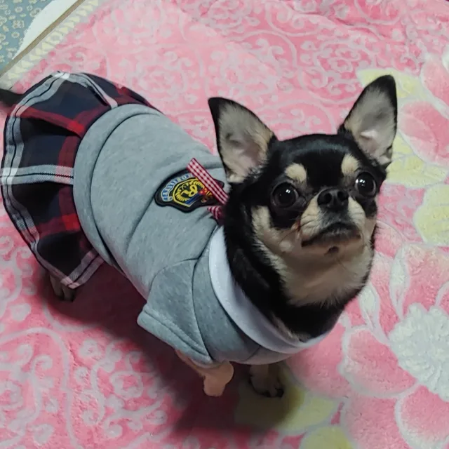 꿀땅콩