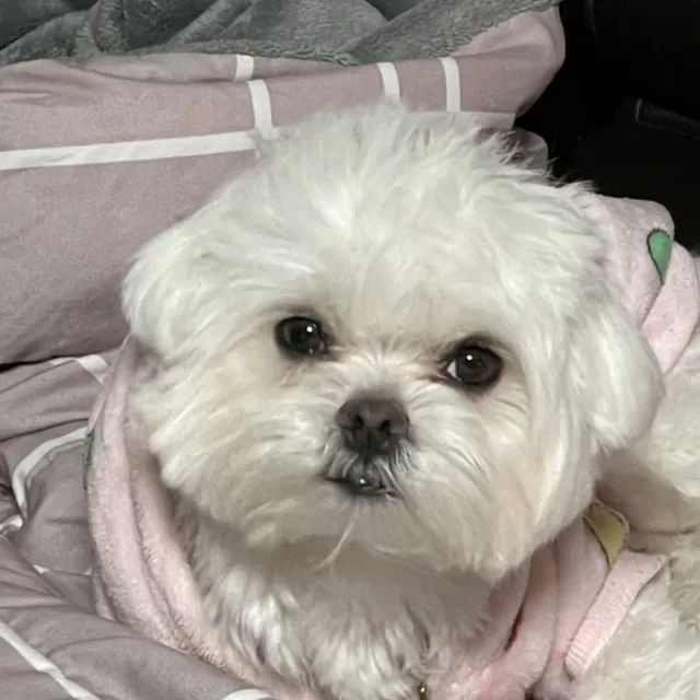 콩이