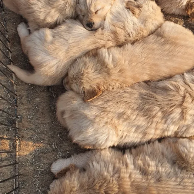 유이사