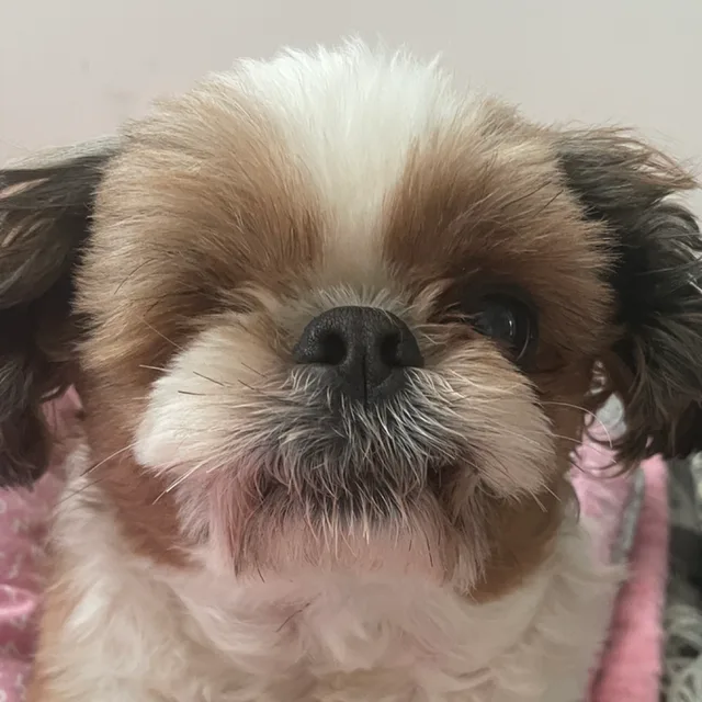 욘누난나