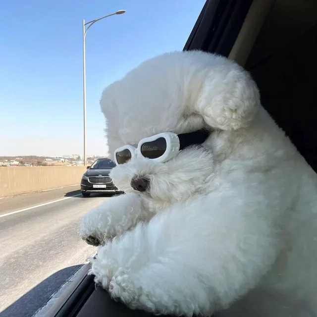 시도도