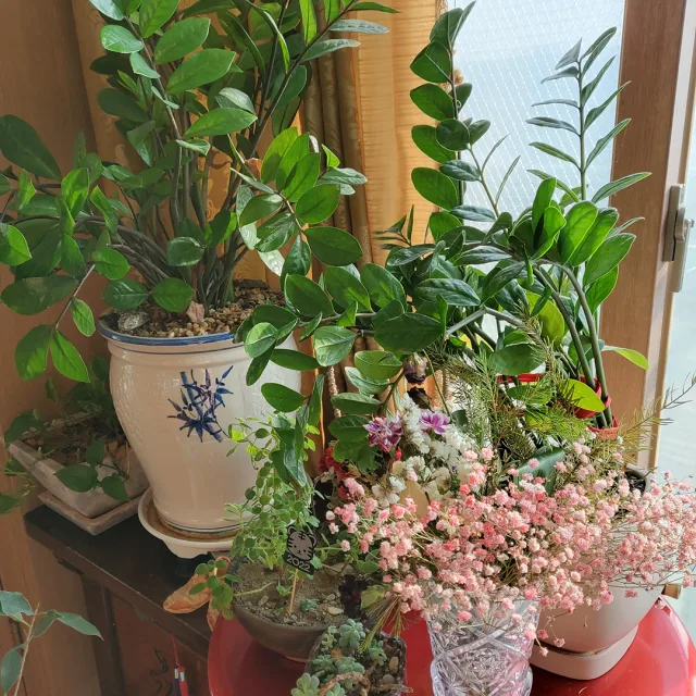 희야