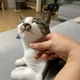 이앙꼬