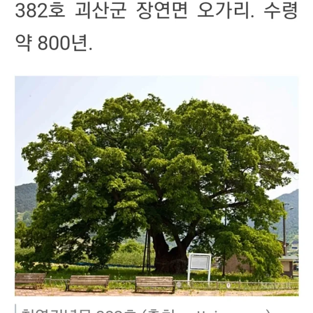 느티나무