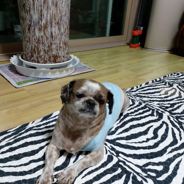 코비