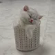 양이