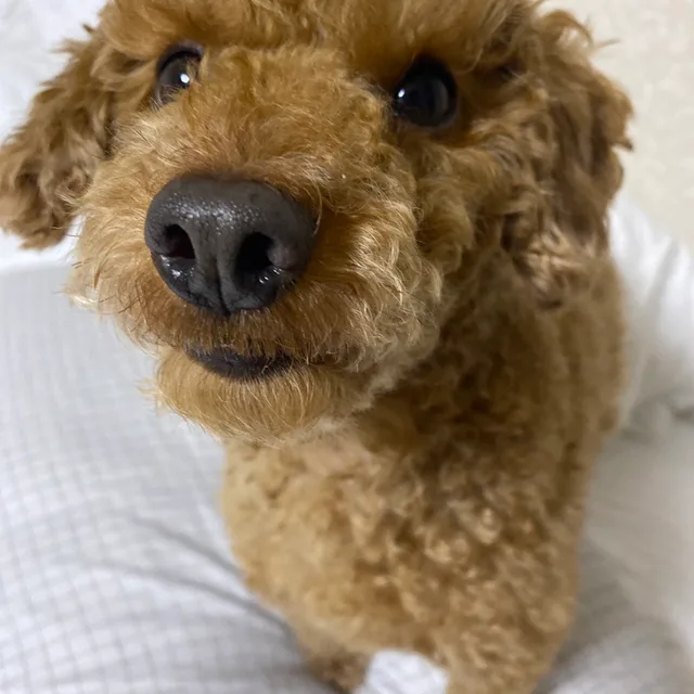쿠키츄