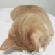심바집사