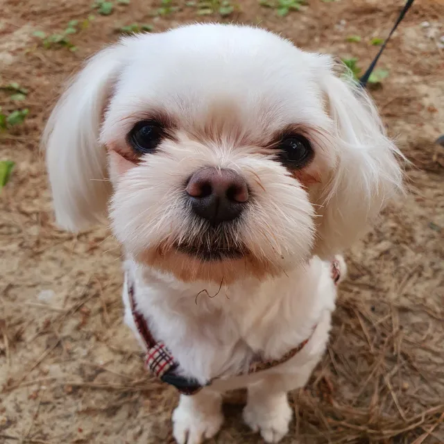 동순이맘