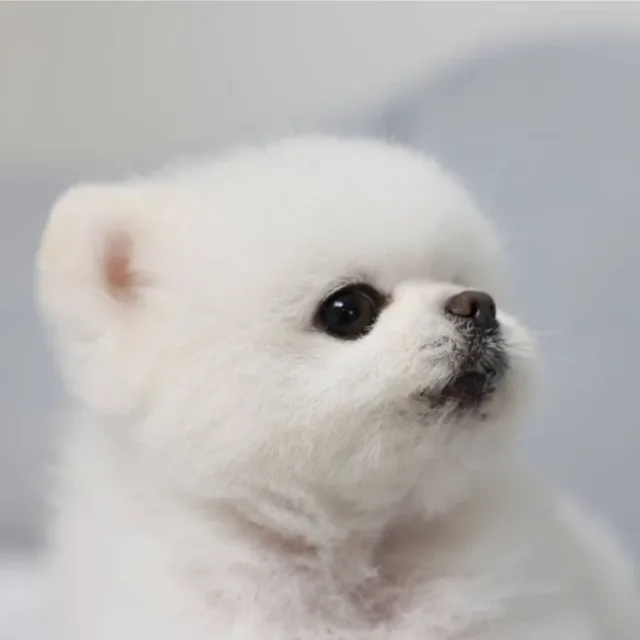 션기