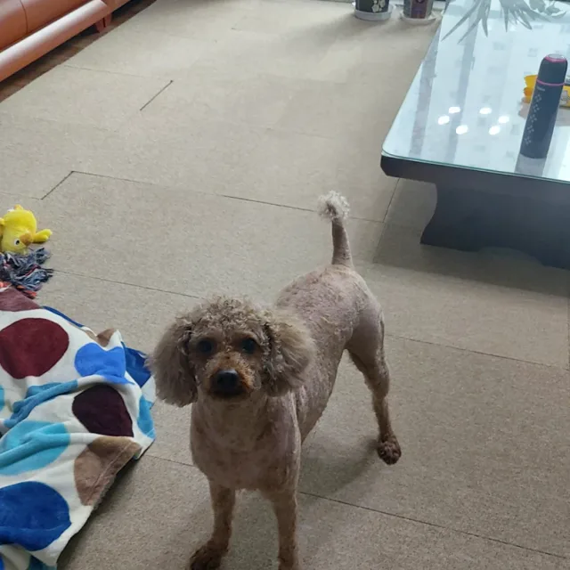 조단