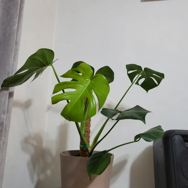 식물명상