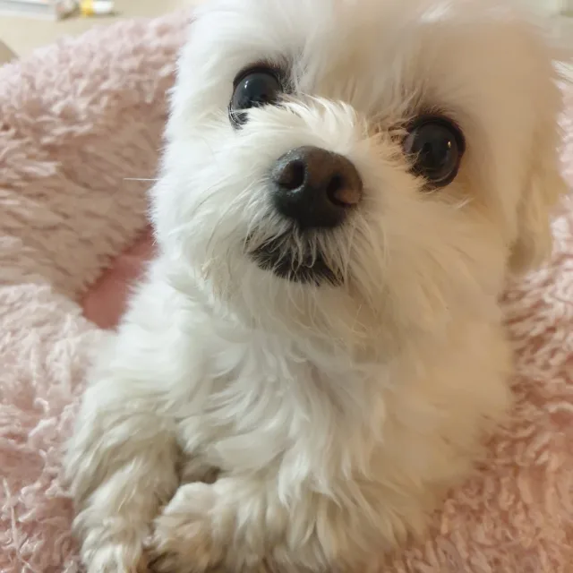 디비디비딥